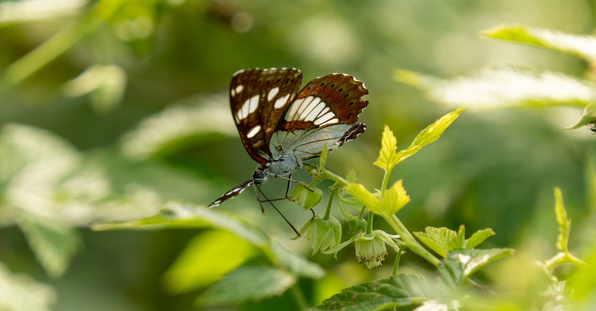 Swapping to Back-Up 3DS Data on different SD card - Specifically Animal Crossing New Leaf - pictures of the most beautiful butterflies in the world Swapping to Back-Up 3DS Data on different SD card - Specifically Animal Crossing New Leaf - pictures of the most beautiful butterflies in the world