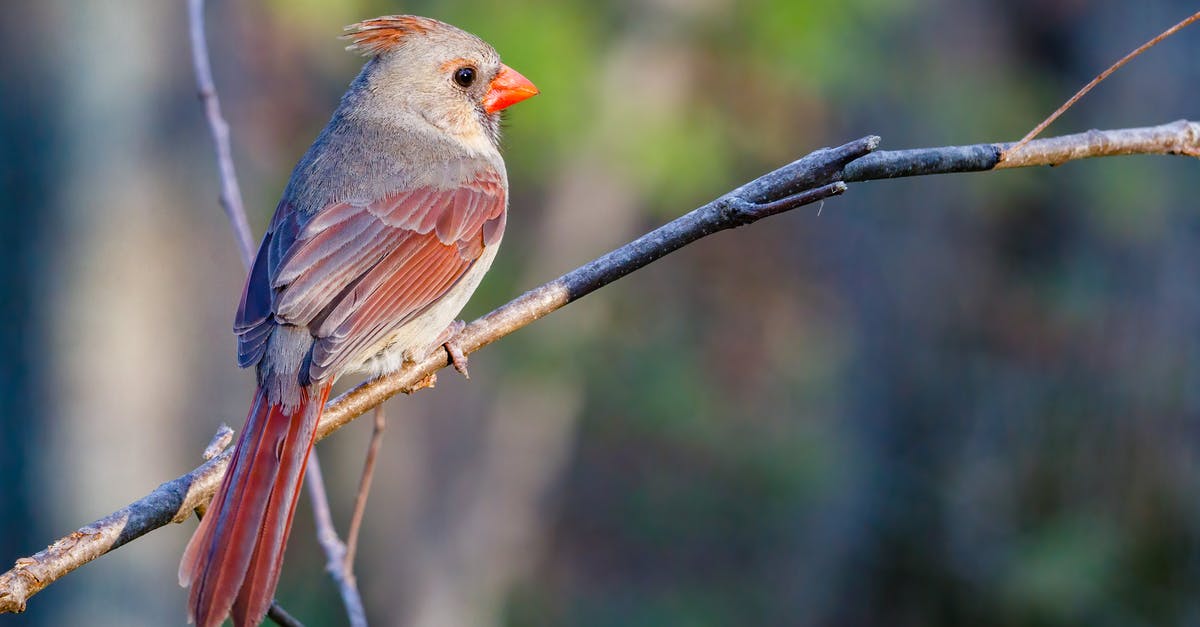 Terarria what happens with Crimson Seeds? - Cardinal Bird Perched on Tree Branch Terarria what happens with Crimson Seeds? - Cardinal Bird Perched on Tree Branch