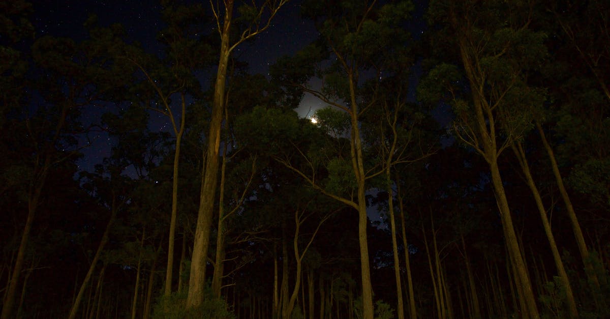 Terraria blood moon - Green Leaves Forest Trees during Nighttime