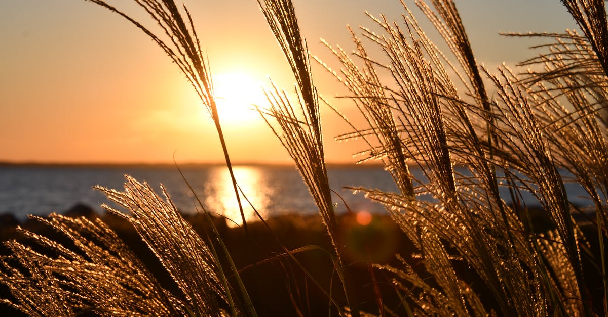 Terraria mobile key mold farm in the ocean - Closeup Photo Of Wheat During Golden Hour Terraria mobile key mold farm in the ocean - Closeup Photo Of Wheat During Golden Hour