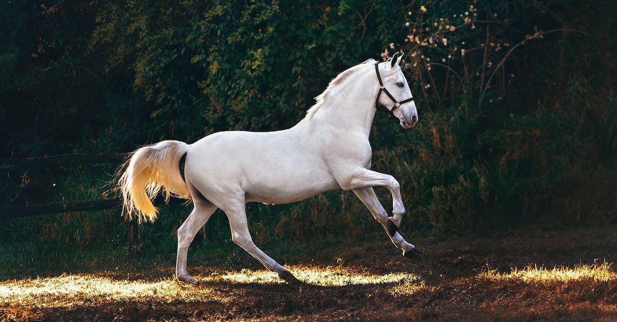 Terraria Moving on to hardmode [duplicate] - White Coated Horse Running