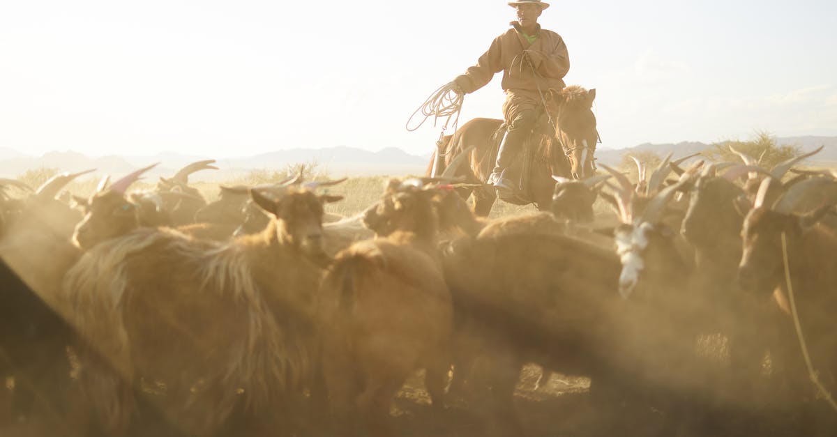 Testing for redstone dust in a certain area - Confident Mongolian cattleman in traditional cloth riding horse and chasing herd of goats with rope in prairie under blue sky with dust clouds in back lit
