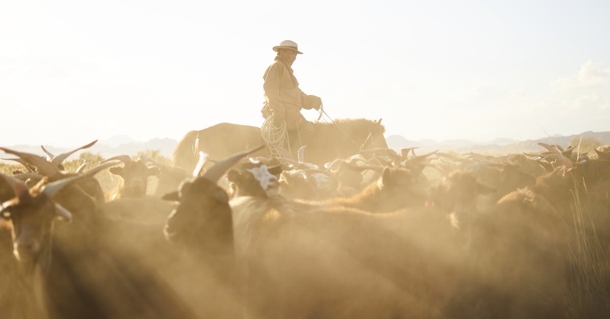 Testing for redstone dust in a certain area - Side view of professional Mongolian herdsman in traditional cloth and hat riding horse with rope in hand while grazing goats in prairie under blue sky with dust clouds in back lit Testing for redstone dust in a certain area - Side view of professional Mongolian herdsman in traditional cloth and hat riding horse with rope in hand while grazing goats in prairie under blue sky with dust clouds in back lit
