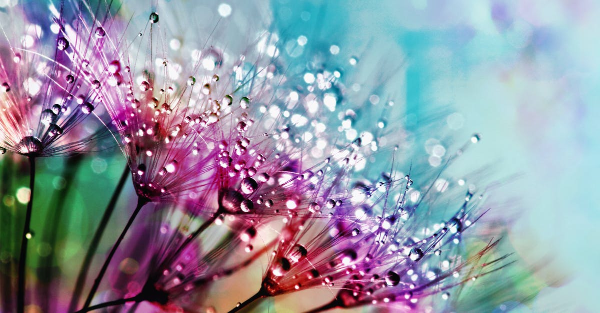 The colors in Resident Evil 7 are *completely* off - Closeup Photography of Purple Silk Flowers With Dewdrops The colors in Resident Evil 7 are *completely* off - Closeup Photography of Purple Silk Flowers With Dewdrops