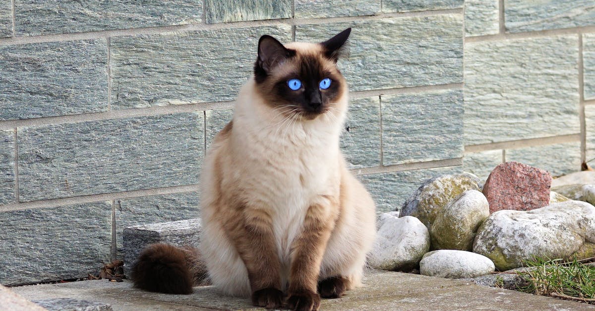 The fire keeper's eyes (alternate ending) - Brown Cat The fire keeper's eyes (alternate ending) - Brown Cat