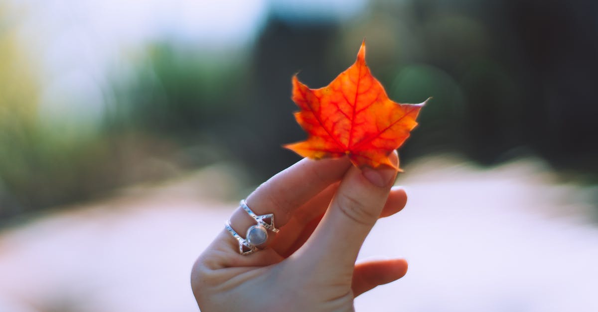 The Heide Knight in the Forest of Fallen Giants will not spawn - Unrecognizable female with ring on index finger with bright maple leaf in hand standing on blurred background in nature on autumn day