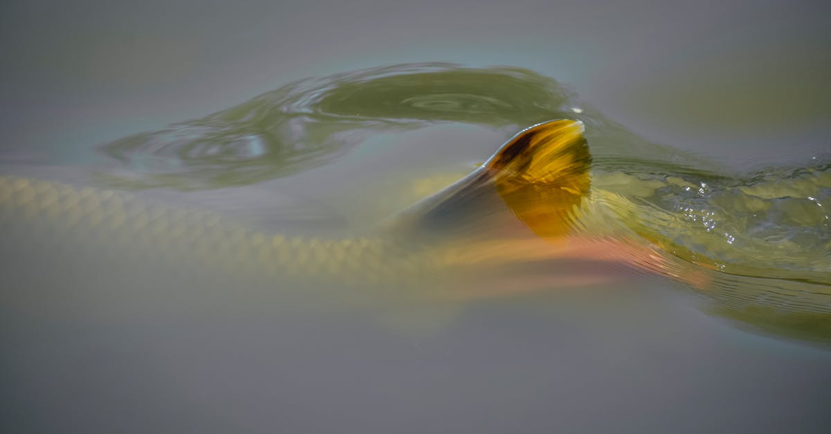 The point of upgrading exotics through xur? - Fish with golden fin swimming The point of upgrading exotics through xur? - Fish with golden fin swimming