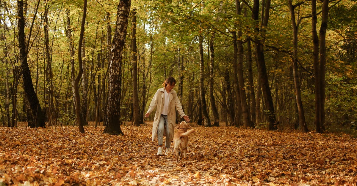 The Walking Dead Season 3 Decisions Import - Woman in White Dress Walking on Brown Leaves on Forest The Walking Dead Season 3 Decisions Import - Woman in White Dress Walking on Brown Leaves on Forest