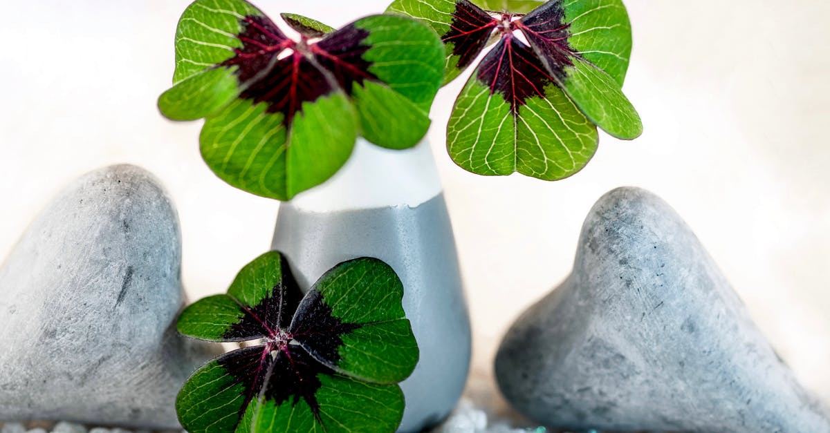 The Witcher 3 Heart of Stone Auction - Green flowers near decorative stones The Witcher 3 Heart of Stone Auction - Green flowers near decorative stones