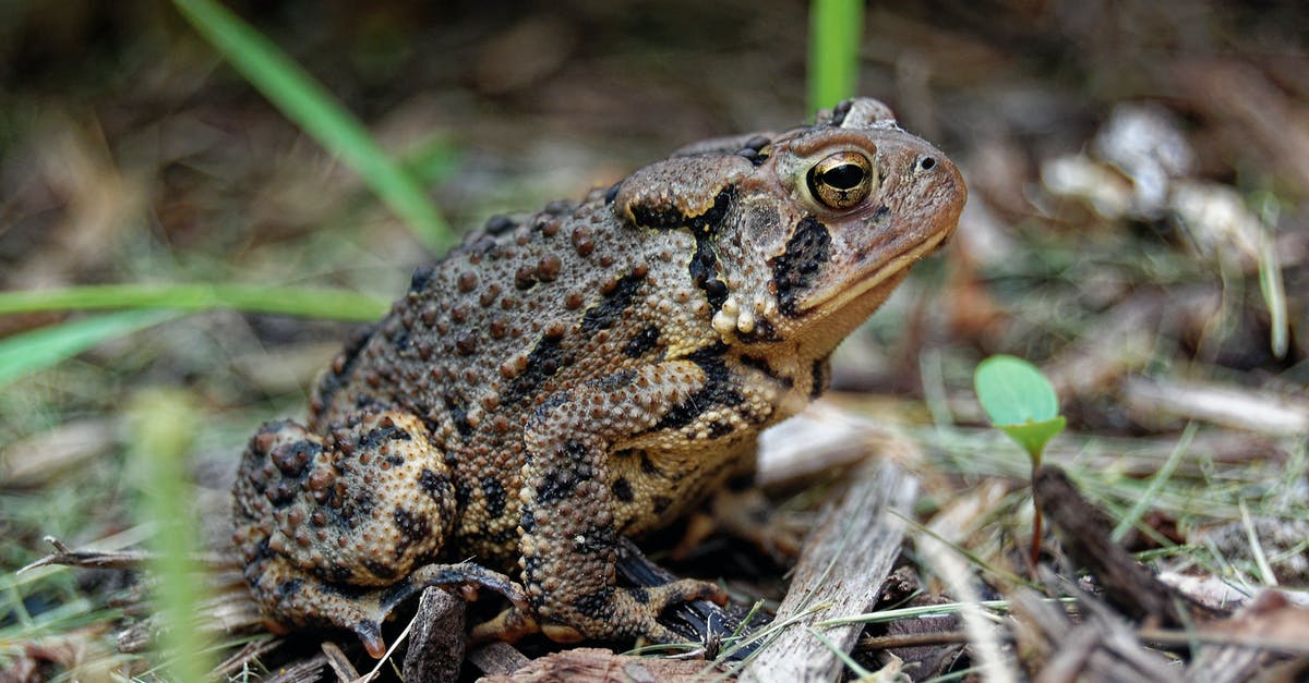 Tinker Tom is a wild eyed maniac who wants to inject me with strange chemicals. Should I let him? - Brown and Black Frog on Green Grass