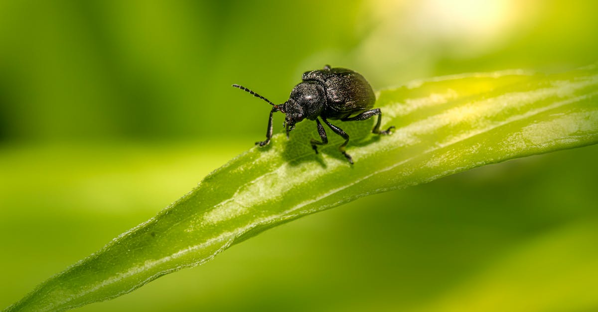 Tiny Deathstar crashes while loading - Black Beetle on Green Leaf in Macro Photography Tiny Deathstar crashes while loading - Black Beetle on Green Leaf in Macro Photography