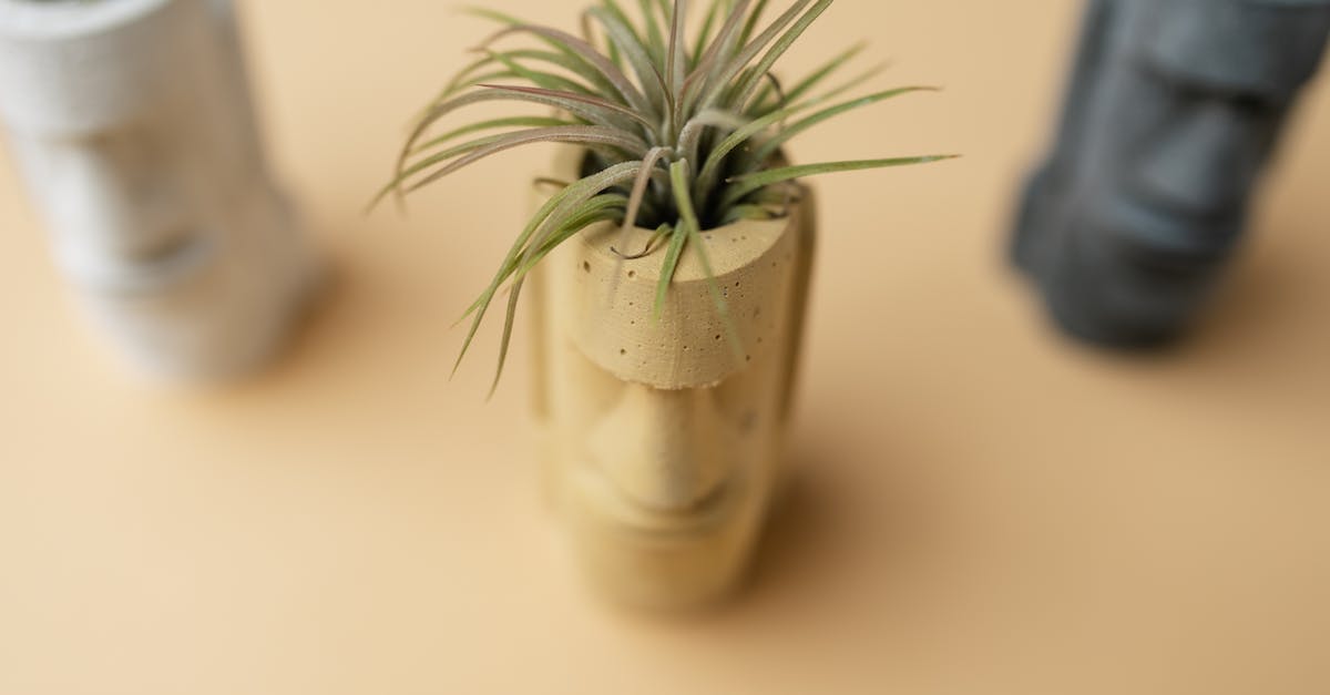 Tiny Deathstar crashes while loading - Tiny Tillandsia Plant in Ornamental Head Shaped Plant Pot Tiny Deathstar crashes while loading - Tiny Tillandsia Plant in Ornamental Head Shaped Plant Pot