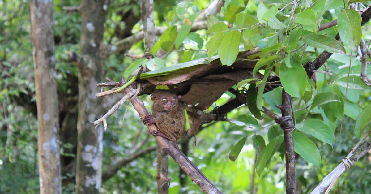 Tiny Deathstar crashes while loading - Tiny Philippine Tarsier Hiding in Trees Tiny Deathstar crashes while loading - Tiny Philippine Tarsier Hiding in Trees