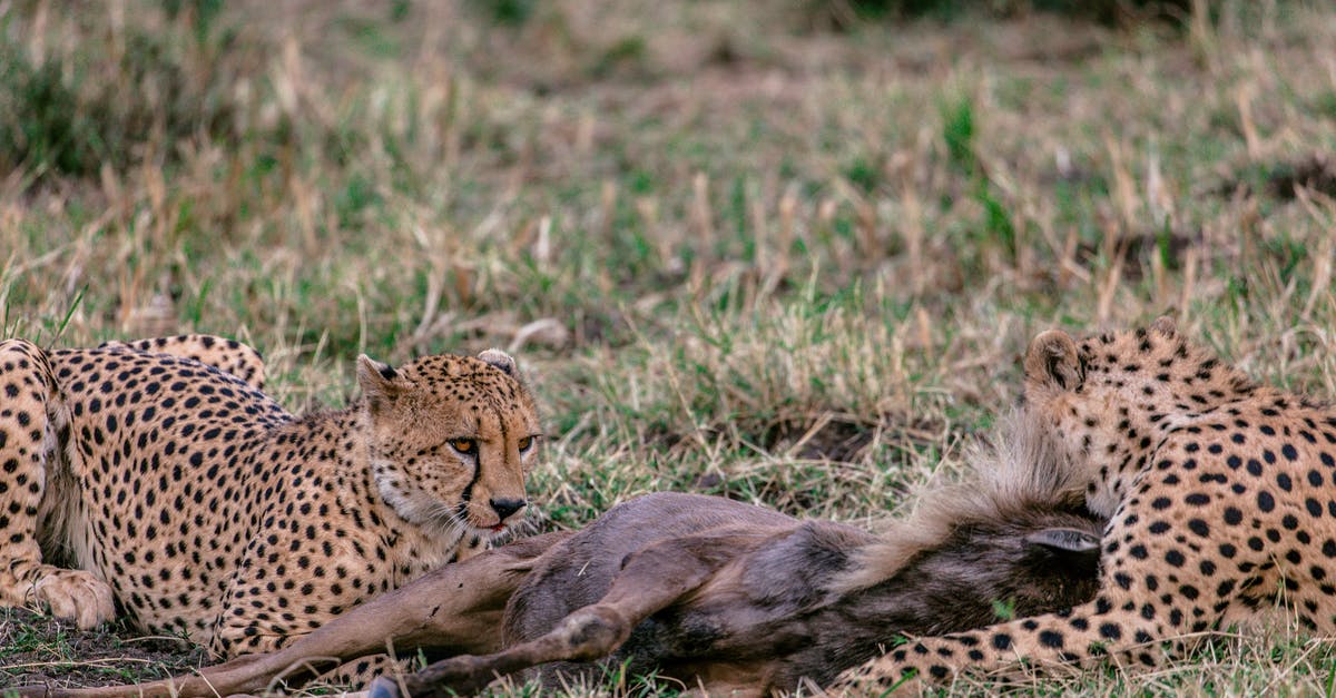 To kill a Grim Hunter - Predatory cheetahs with spotted fur relaxing on grass near killed prey in savanna To kill a Grim Hunter - Predatory cheetahs with spotted fur relaxing on grass near killed prey in savanna