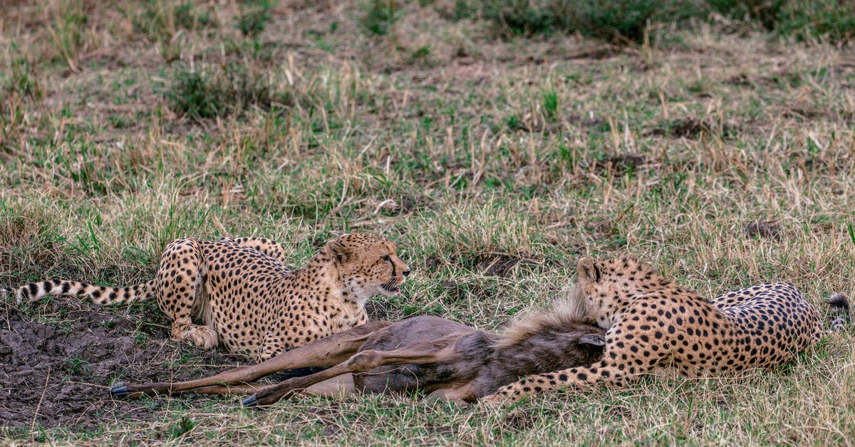 To kill a Grim Hunter - Dangerous cheetahs with prey on grass To kill a Grim Hunter - Dangerous cheetahs with prey on grass