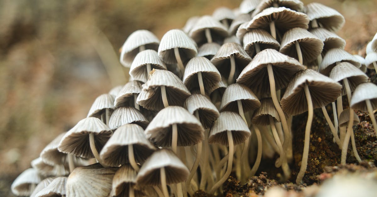 Too many wild pixelmon spawned, how can I kill them? - Closeup Photo of White Mushrooms Too many wild pixelmon spawned, how can I kill them? - Closeup Photo of White Mushrooms