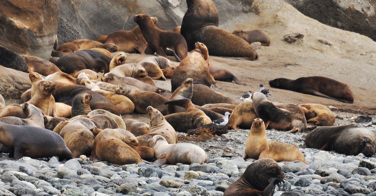 Too many wild pixelmon spawned, how can I kill them? - Sea Lions Lot Too many wild pixelmon spawned, how can I kill them? - Sea Lions Lot