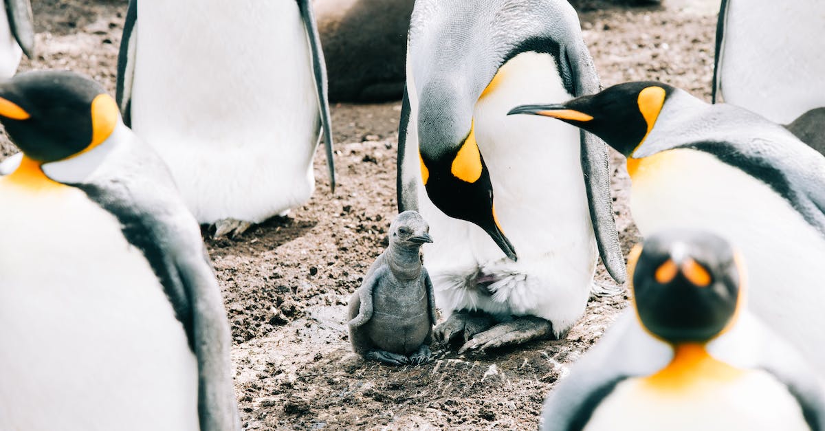 Too many wild pixelmon spawned, how can I kill them? - King adult penguin and baby gathering together in herd on dirty rough surface Too many wild pixelmon spawned, how can I kill them? - King adult penguin and baby gathering together in herd on dirty rough surface