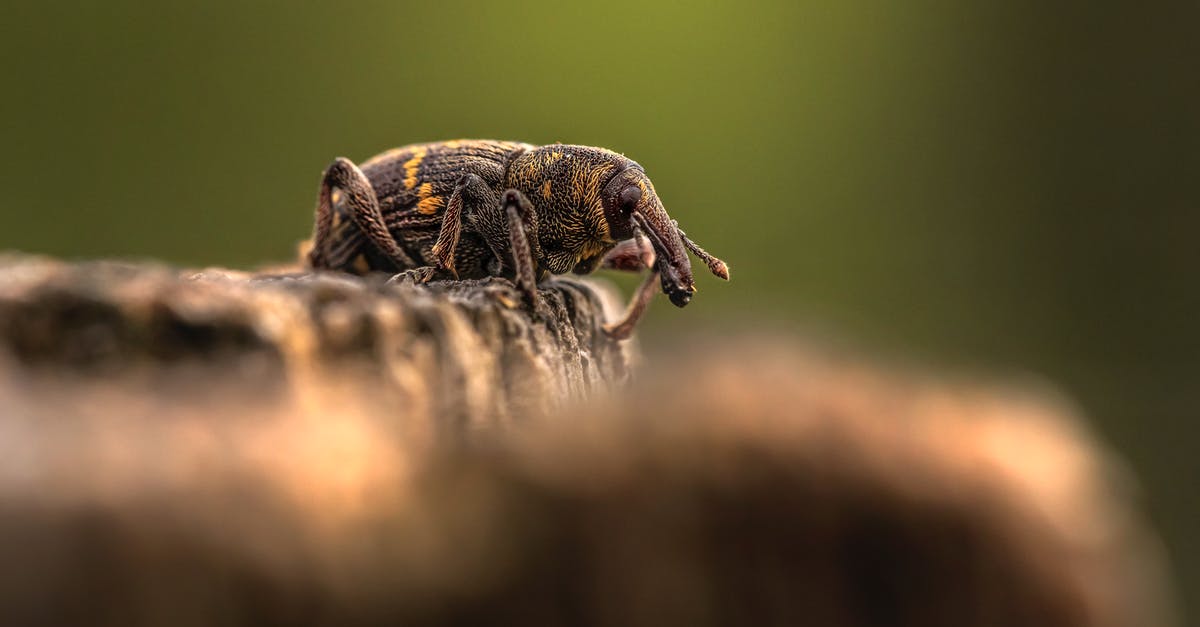 Total War: Warhammer, Dwarf faction victory bug - Brown and Black Insect on Brown Wood Total War: Warhammer, Dwarf faction victory bug - Brown and Black Insect on Brown Wood