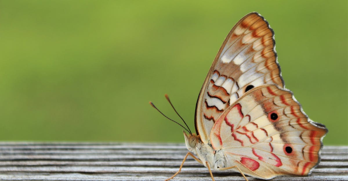 Total War: Warhammer, Dwarf faction victory bug - Brown and White Butterfly on Brown Wooden Surface in Close Up Photography Total War: Warhammer, Dwarf faction victory bug - Brown and White Butterfly on Brown Wooden Surface in Close Up Photography