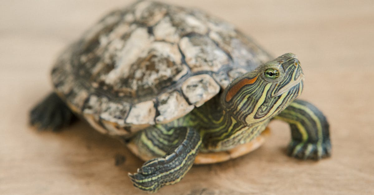 Transplant a turtle colony without Silk Touch? - Black and Yellow Turtle on Brown Sand