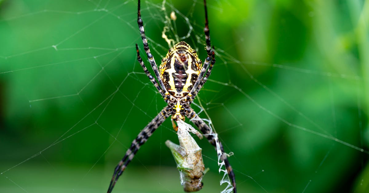 Trap choices for Hunter - Banded garden spider or Argiope trifasciata on web on green background and wrapping prey in cocoon from cobweb in summer day Trap choices for Hunter - Banded garden spider or Argiope trifasciata on web on green background and wrapping prey in cocoon from cobweb in summer day