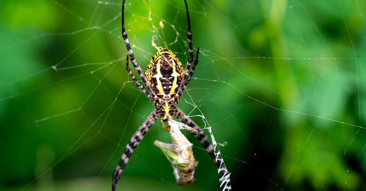 Trap choices for Hunter - Banded garden spider on web wrapping prey in cocoon Trap choices for Hunter - Banded garden spider on web wrapping prey in cocoon