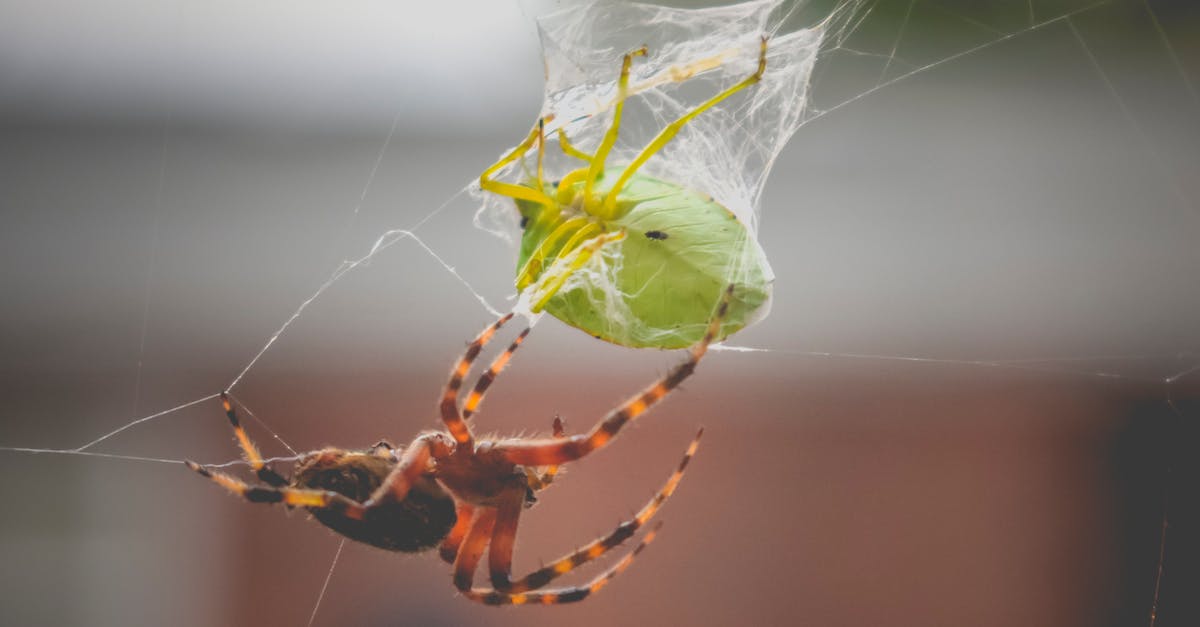 Trap choices for Hunter - Closeup of hairy Araneus diadematus spider feeding with green soldier bug trapped in cobweb in sunlight Trap choices for Hunter - Closeup of hairy Araneus diadematus spider feeding with green soldier bug trapped in cobweb in sunlight