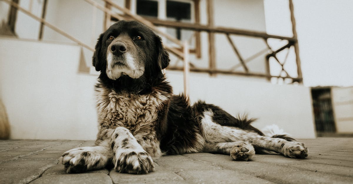 Trouble beating the huge guard in “Gone Missing” level - Spotted mongrel dog resting on street near house in countryside Trouble beating the huge guard in “Gone Missing” level - Spotted mongrel dog resting on street near house in countryside
