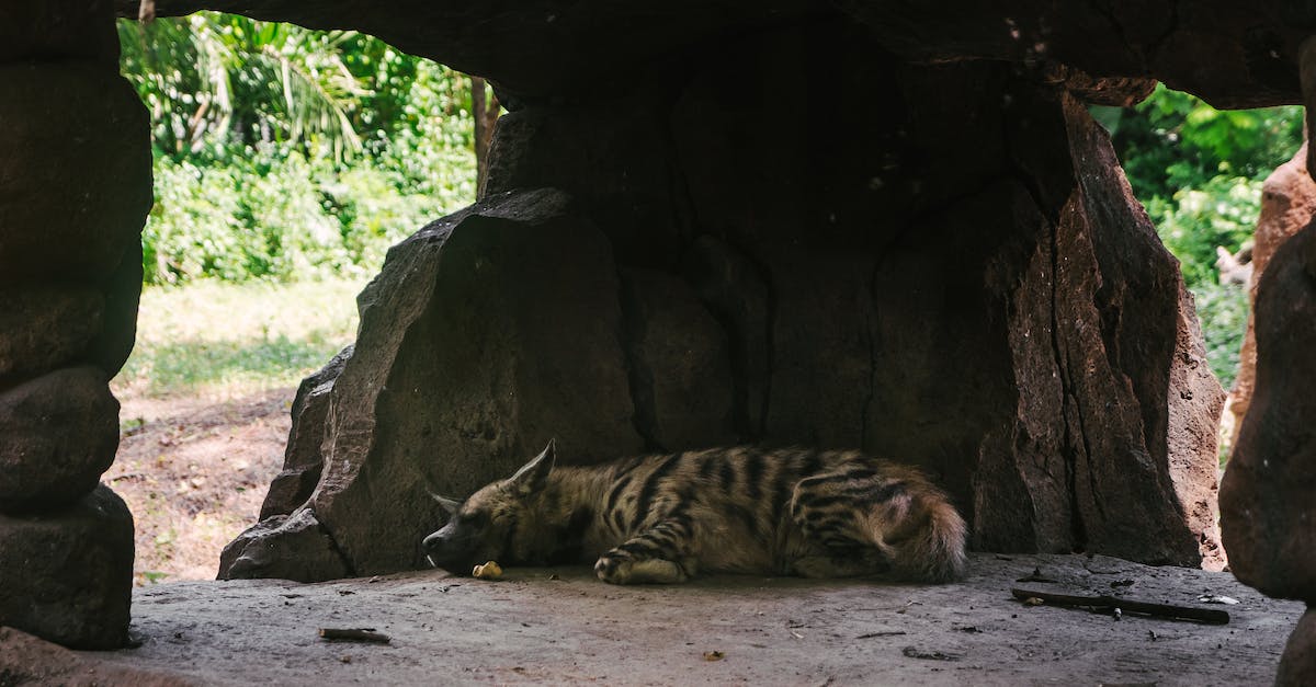 Unable to activate Fabled Cave - Brown and Black Tiger Lying on Ground
