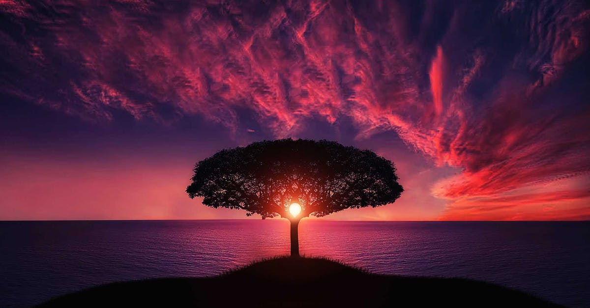 Unaffected XP orbs - Silhouette of Tree Near Body of Water during Golden Hour