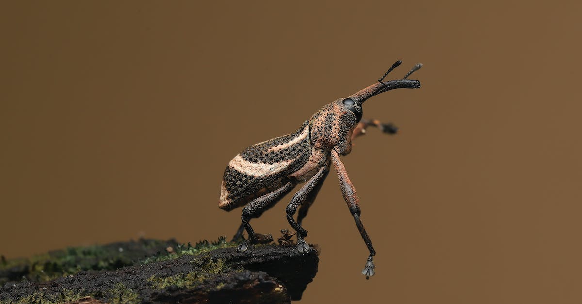Underpants Gnomes Bug - Close Up of Insect on Rock