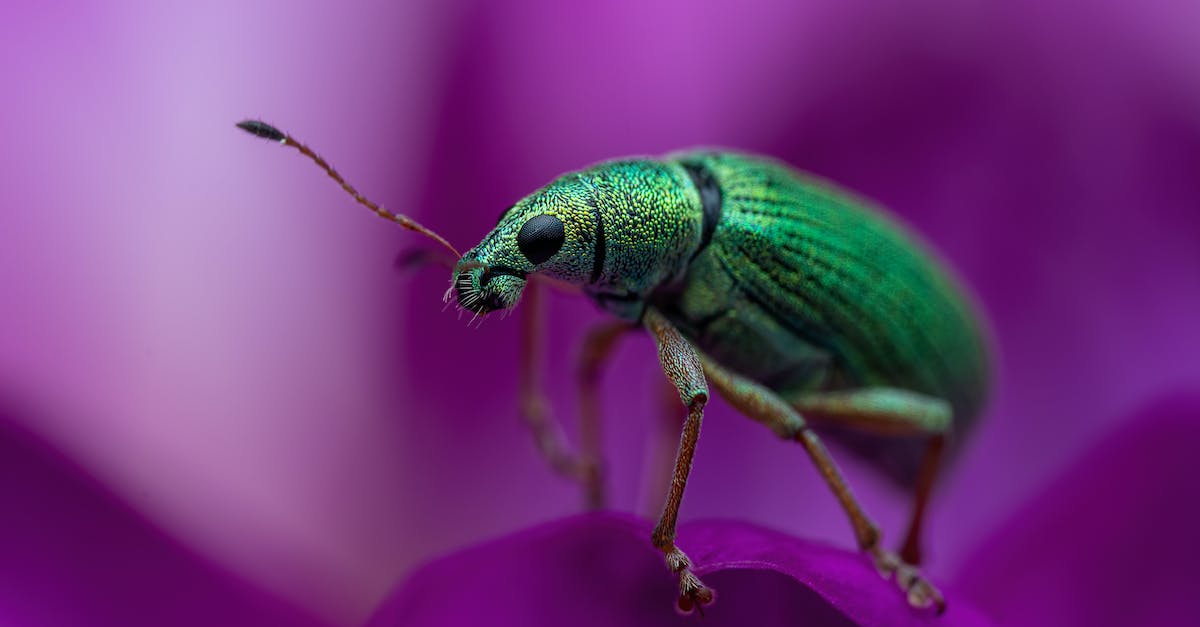 Underpants Gnomes Bug - Insect on Petal