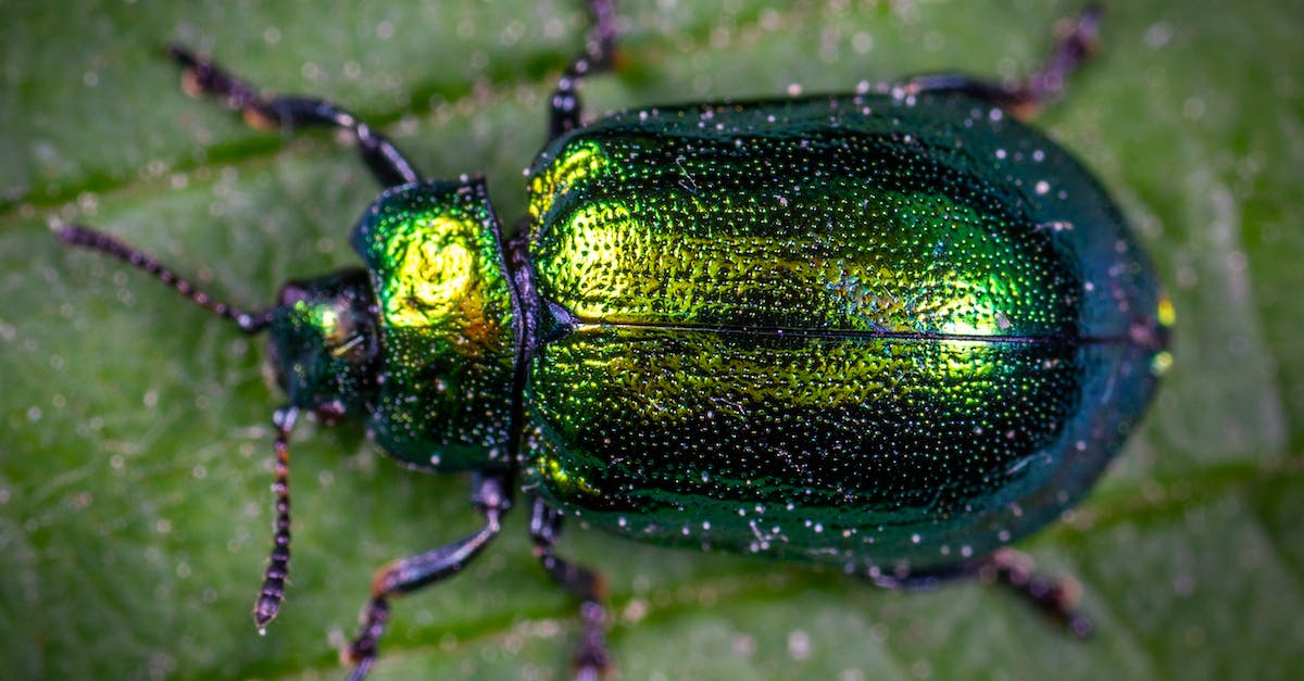 Underpants Gnomes Bug - Macro Photography of Jewel Beetle on Green Leaf