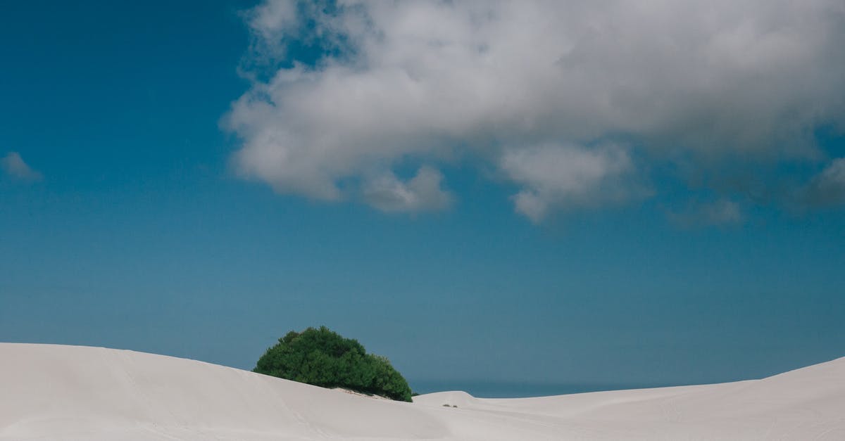 Unknown quest area in desert - Lonely tree in desert in sunny day