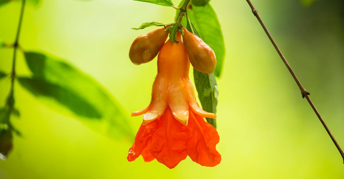 Unlimited orange omega shield? [duplicate] - Photo of an Orange Flower 