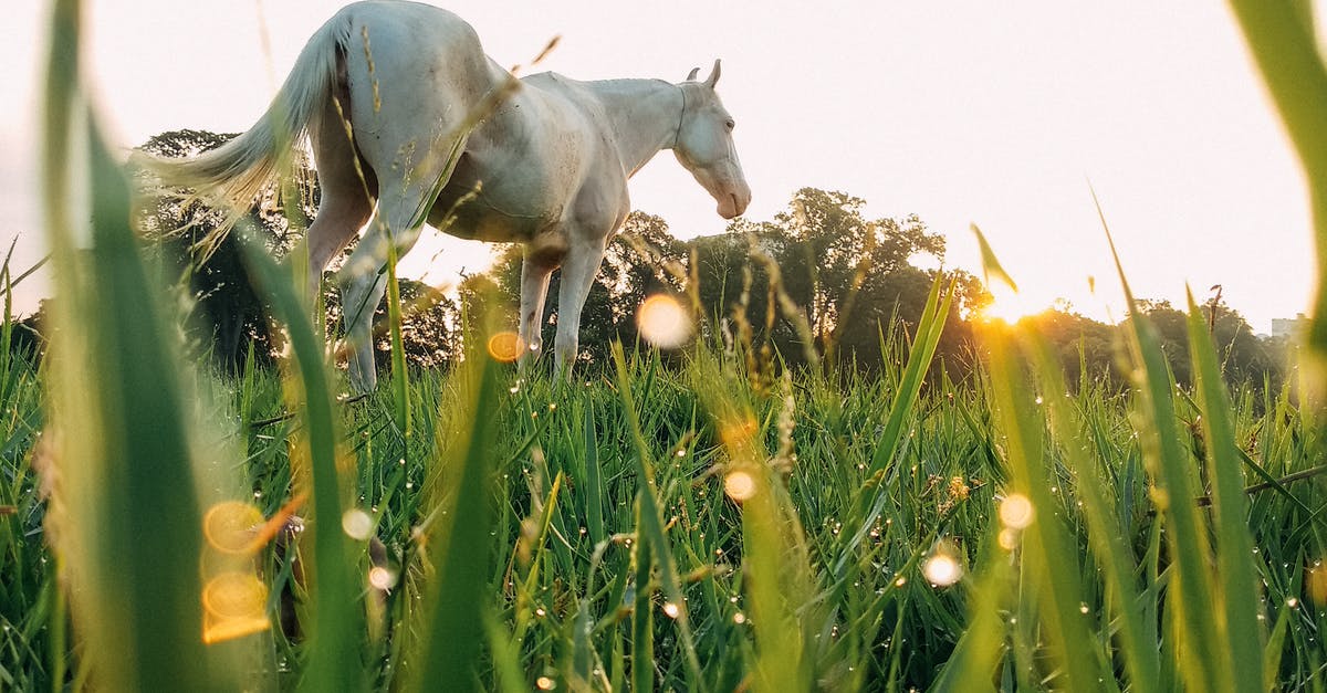 Unloading horse from a minecart! - White horse on grassy meadow
