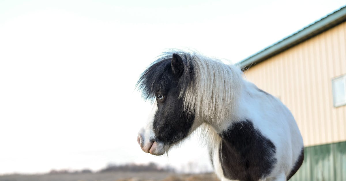 Unloading horse from a minecart! - From below of purebred Falabella horse standing on green meadow in village against farm house Unloading horse from a minecart! - From below of purebred Falabella horse standing on green meadow in village against farm house