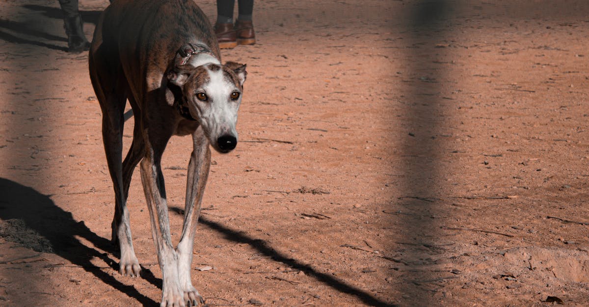 Usage of shadow creatures in dont starve (playing as a Maxwell) - Brown Galgo Espanol with white bits on snout and thin longer legs having stroll through street covered with sand Usage of shadow creatures in dont starve (playing as a Maxwell) - Brown Galgo Espanol with white bits on snout and thin longer legs having stroll through street covered with sand