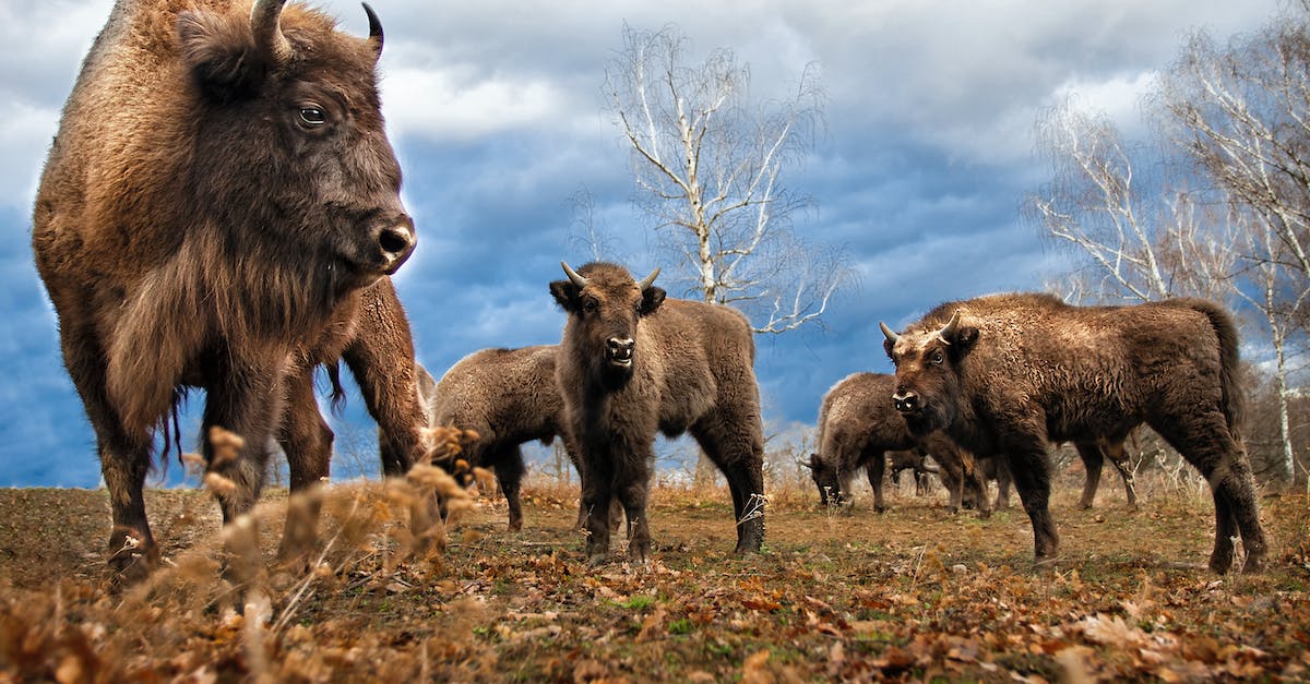 USF4 Matchups with M Bison - Herd of Bison USF4 Matchups with M Bison - Herd of Bison