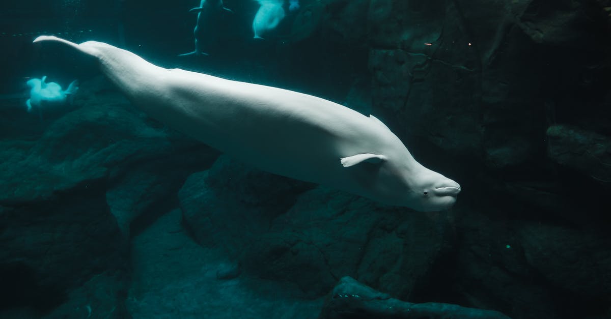 Valheim multiplayer difficulty scaling - White Seal in Water Valheim multiplayer difficulty scaling - White Seal in Water
