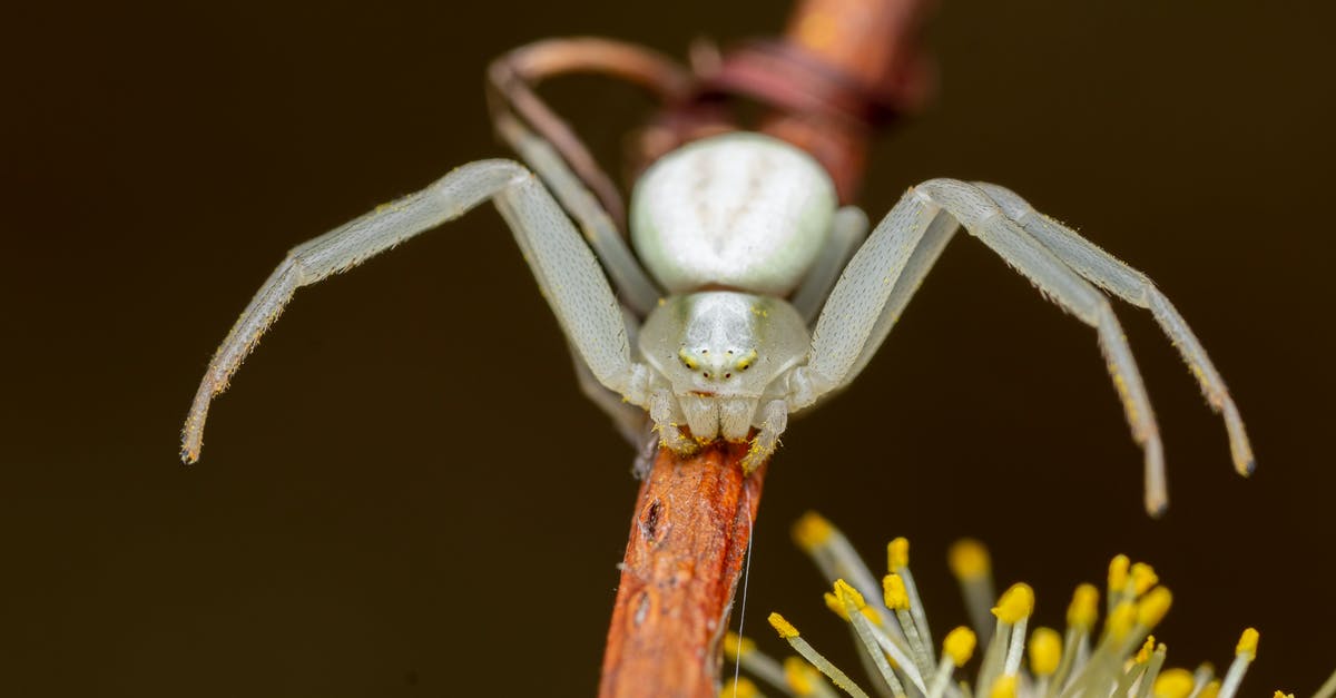 Variables in Minecraft? - Small flower spider with two front pairs of legs crawling on thin twig Variables in Minecraft? - Small flower spider with two front pairs of legs crawling on thin twig