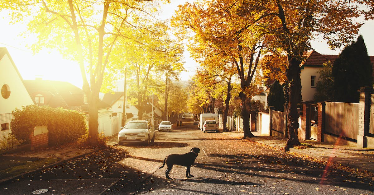 Vehicles in Watch Dogs - Dog on Concrete Road