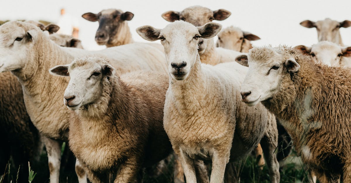 Villagers sometimes kill the wrong sheep - Flock of sheep standing on grassland in countryside Villagers sometimes kill the wrong sheep - Flock of sheep standing on grassland in countryside