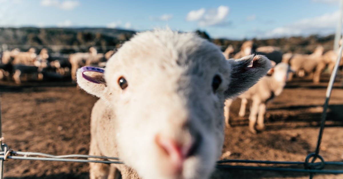Villagers sometimes kill the wrong sheep - Funny sheep standing in enclosure and sniffing camera Villagers sometimes kill the wrong sheep - Funny sheep standing in enclosure and sniffing camera
