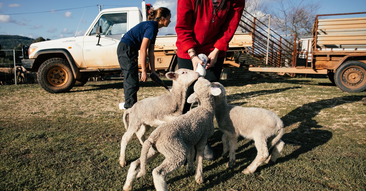 Villagers sometimes kill the wrong sheep - Farmer feeding cute lambs with milk Villagers sometimes kill the wrong sheep - Farmer feeding cute lambs with milk