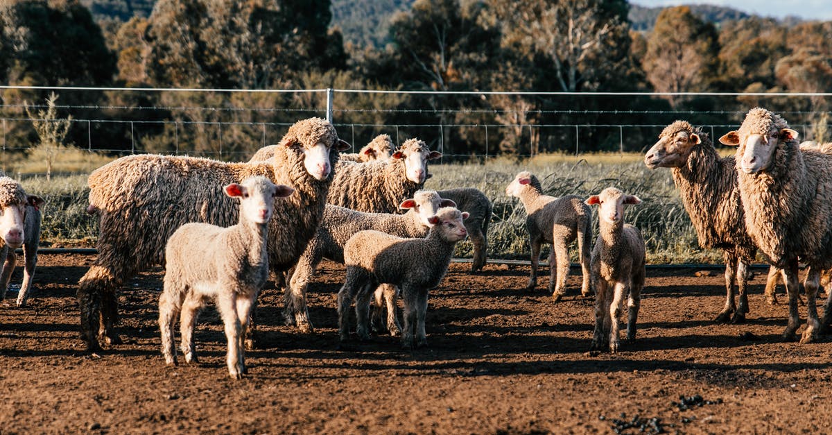 Villagers sometimes kill the wrong sheep - Flock of domestic sheep and cute lambs standing in enclosure in farm on clear summer day Villagers sometimes kill the wrong sheep - Flock of domestic sheep and cute lambs standing in enclosure in farm on clear summer day