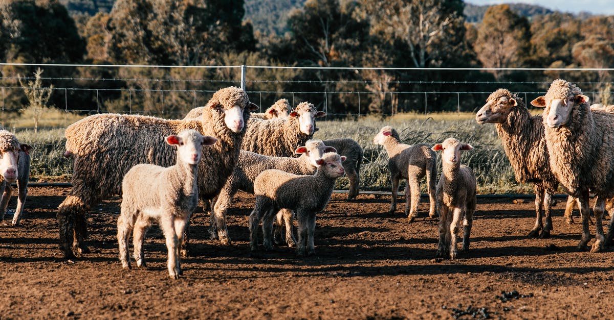 Villagers sometimes kill the wrong sheep - Flock of domestic sheep and cute lambs standing in enclosure in farm on clear summer day