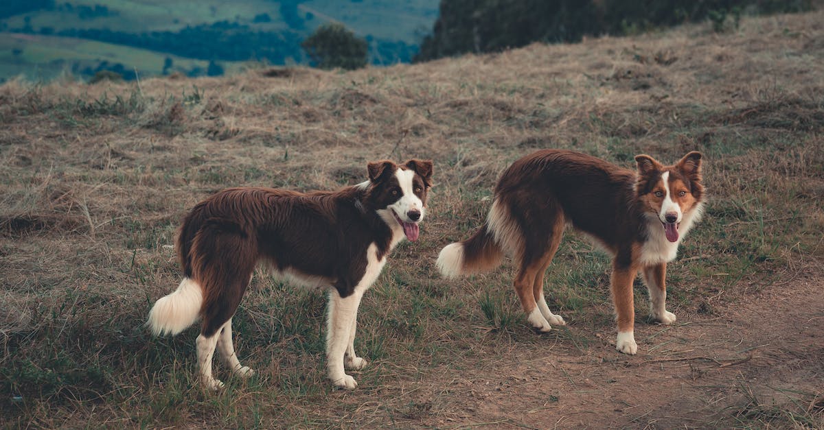 Villagers still not breeding - Border Collie dogs with tongues out looking curiously at camera on green hill of rural land Villagers still not breeding - Border Collie dogs with tongues out looking curiously at camera on green hill of rural land