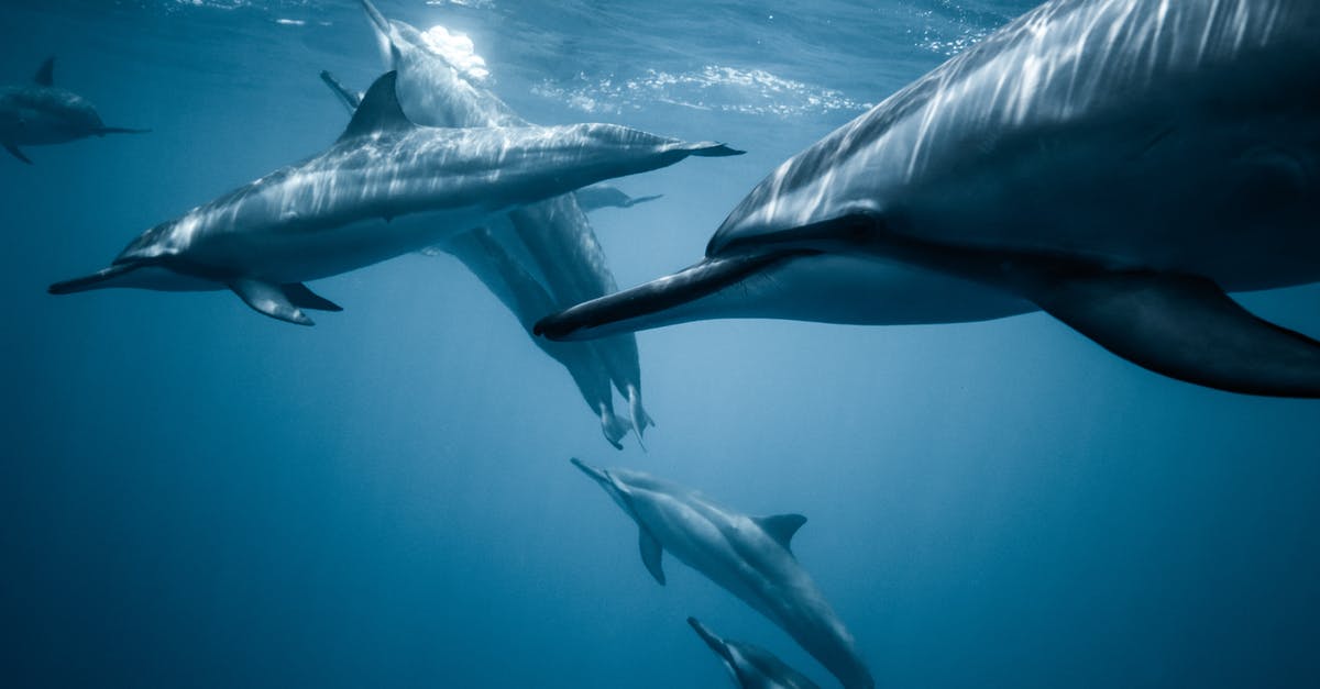 Vim Adventures level 10 - Photo of Pod of Dolphins Vim Adventures level 10 - Photo of Pod of Dolphins